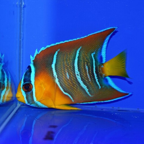 生麦海水魚センターネットショップ | 生麦海水魚センターネットショップ