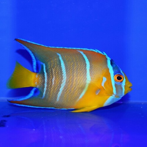 海水魚用品 cote 海水魚に関する記事一覧 | 生麦海水魚センターネットショップ