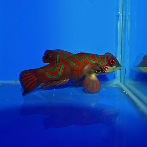 その他（海水魚）に関する記事一覧 | 生麦海水魚センターネットショップ