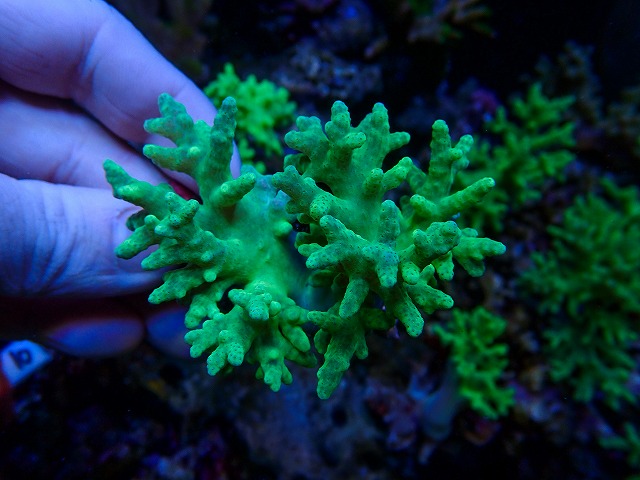 生麦海水魚センターネットショップ | 生麦海水魚センターネットショップ