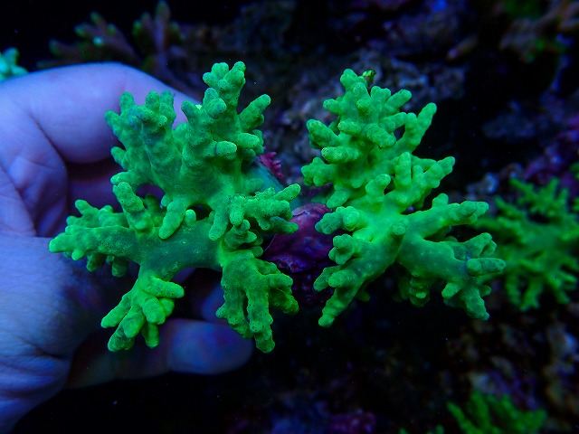 生麦海水魚センターネットショップ | 生麦海水魚センターネットショップ