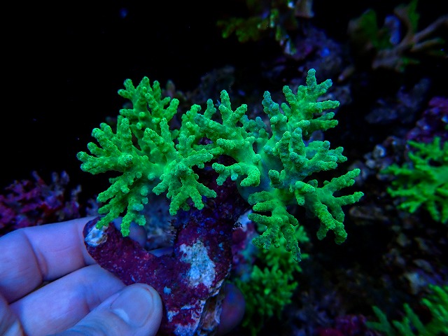 生麦海水魚センターネットショップ | 生麦海水魚センターネットショップ