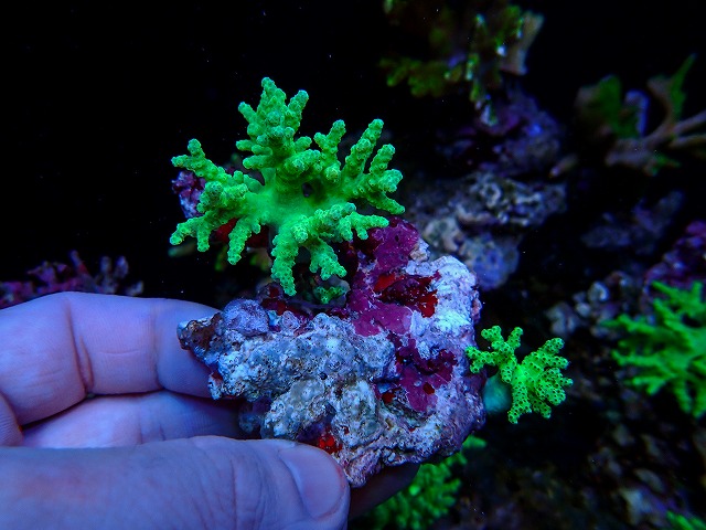 生麦海水魚センターネットショップ | 生麦海水魚センターネットショップ