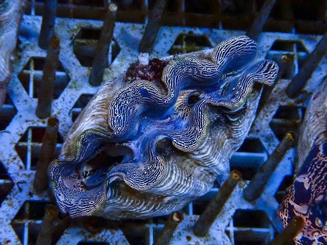 沖縄産ヒメシャコガイW-7 | 生麦海水魚センターネットショップ