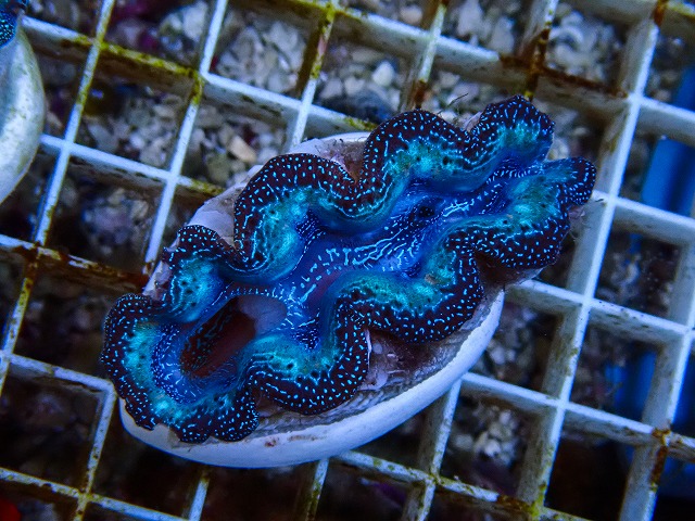 沖縄産ヒメシャコガイW-3 | 生麦海水魚センターネットショップ