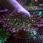 インドネシア産ミドリイシA-07 | 生麦海水魚センターネットショップ