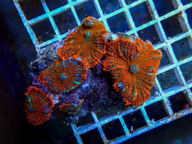 サンゴに関する記事一覧 | ページ 5 | 生麦海水魚センターネットショップ