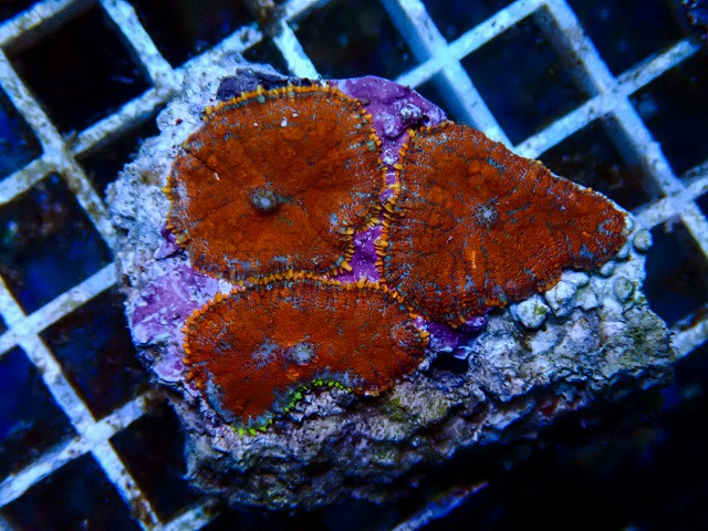 サンゴに関する記事一覧 | ページ 5 | 生麦海水魚センターネットショップ