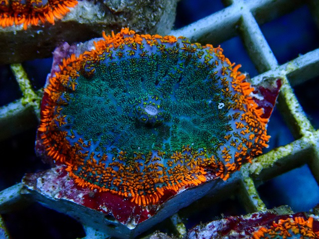 サンゴに関する記事一覧 | ページ 2 | 生麦海水魚センターネットショップ