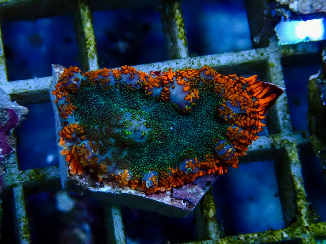 サンゴに関する記事一覧 | ページ 2 | 生麦海水魚センターネットショップ