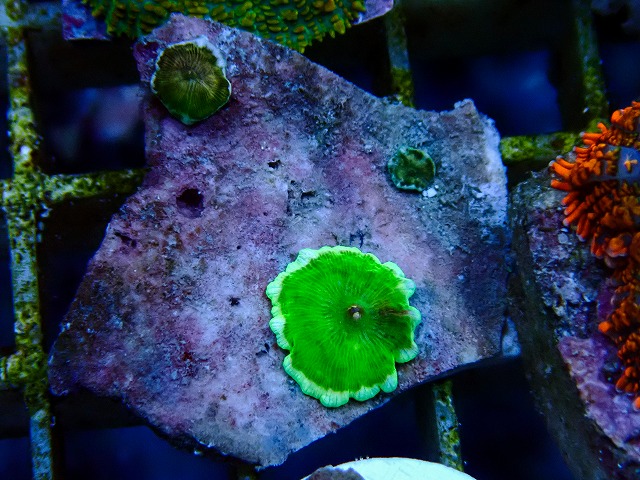 サンゴに関する記事一覧 | 生麦海水魚センターネットショップ