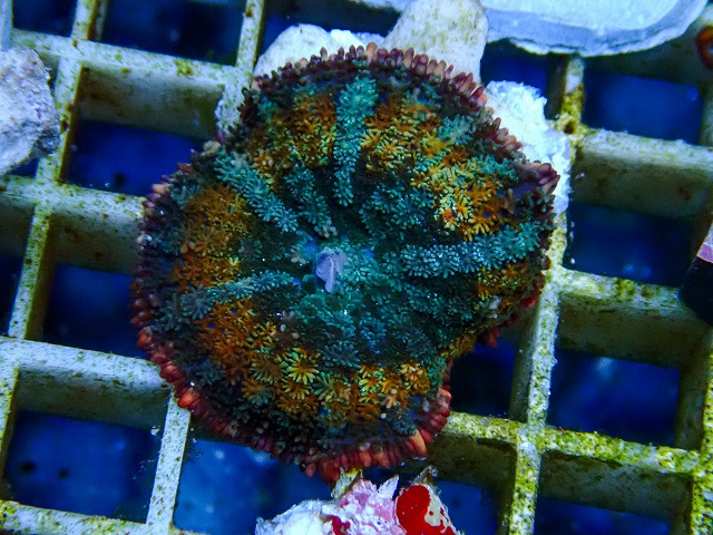 サンゴに関する記事一覧 | 生麦海水魚センターネットショップ