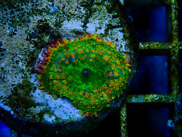 サンゴに関する記事一覧 | 生麦海水魚センターネットショップ