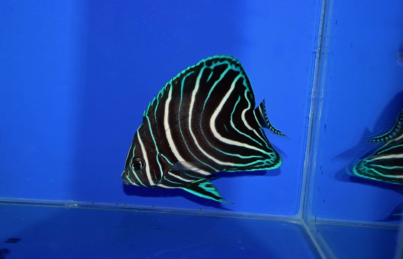 c260408301
