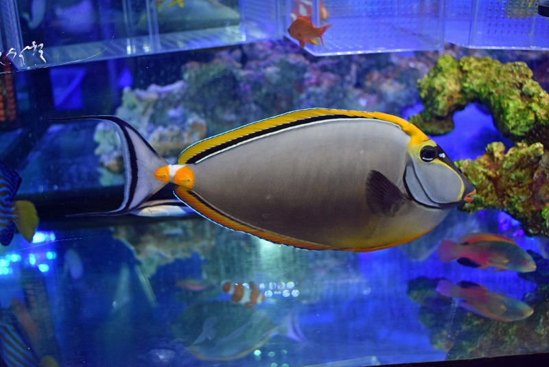 インドミヤコテングハギ特大 | 生麦海水魚センターネットショップ