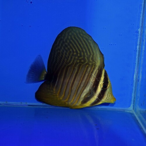c260423300