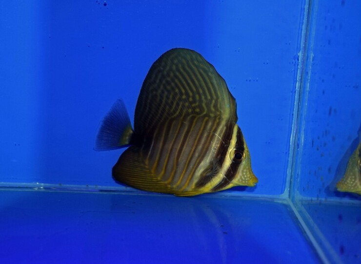 c260423300