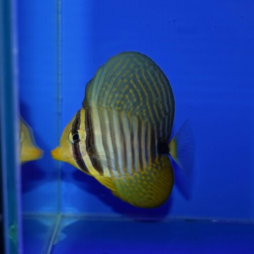 c260423301