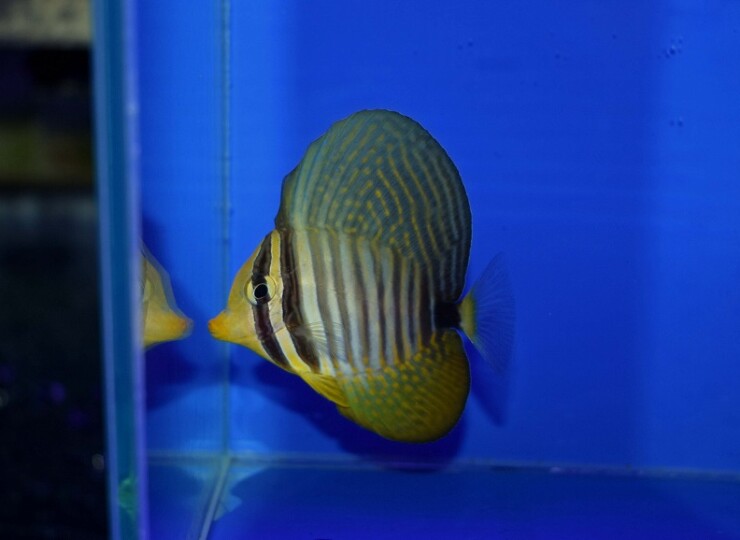 c260423301