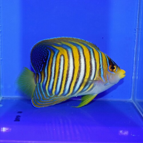c260430311