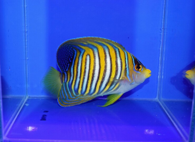 c260430311