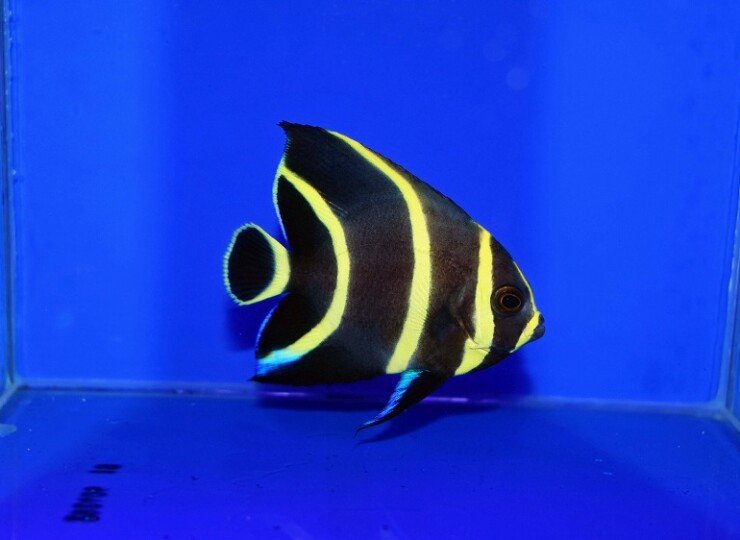 c260430319