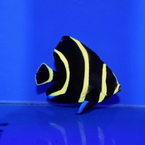 c260430320