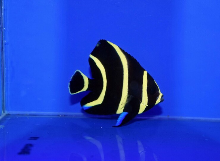 c260430320
