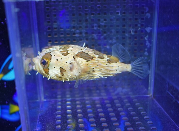 海水魚ハリセンボン　約15㎝ シガテラ海水魚】ハリセンボン15〜17センチ