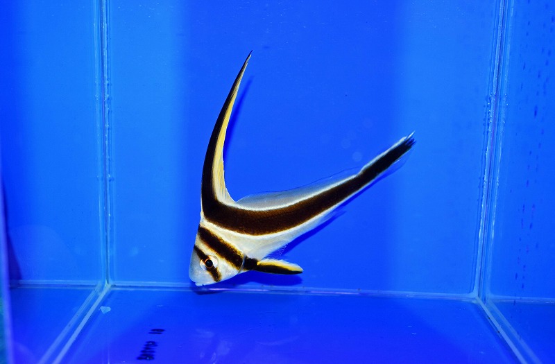 c260430351
