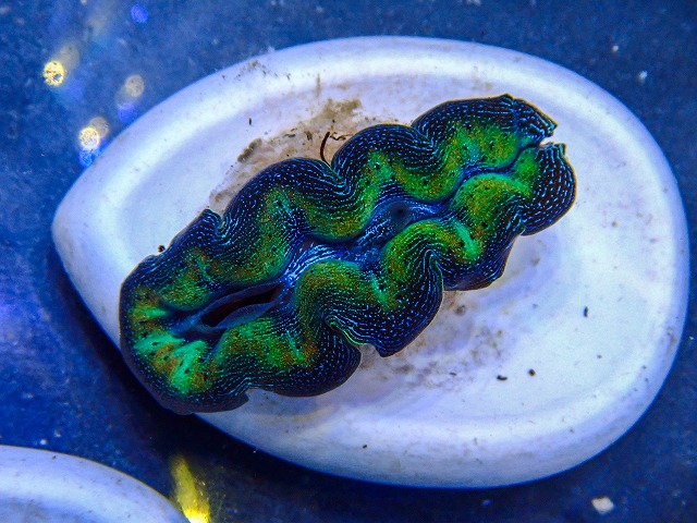 l260409-008