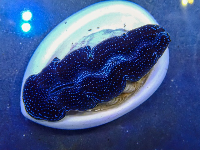 l260409-017