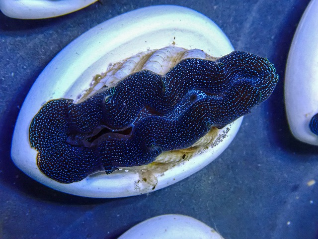 l260409-019