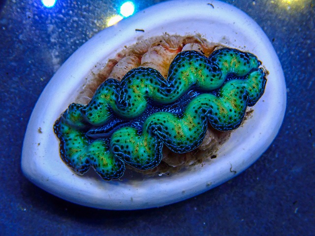 l260409-026
