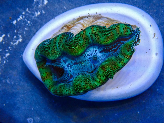 l260409-027