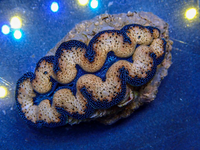 l260409-039