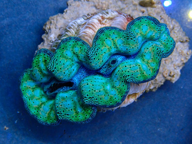 l260409-055