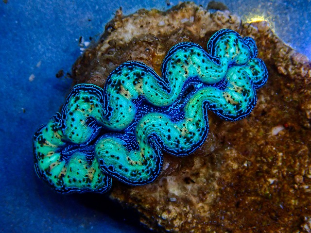 l260409-061