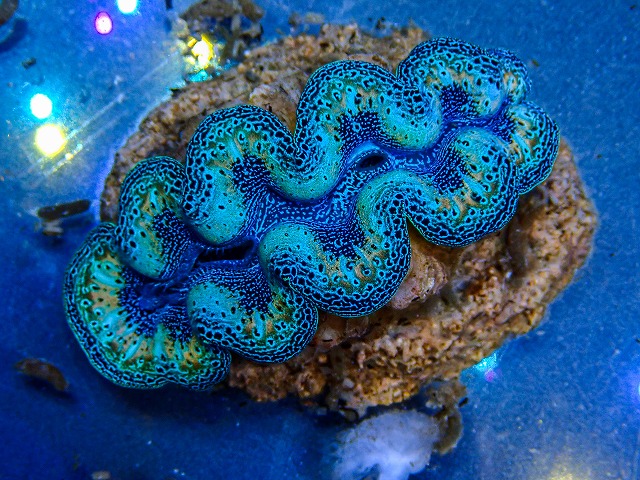 l260409-066