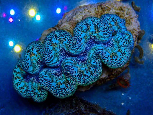 l260409-074