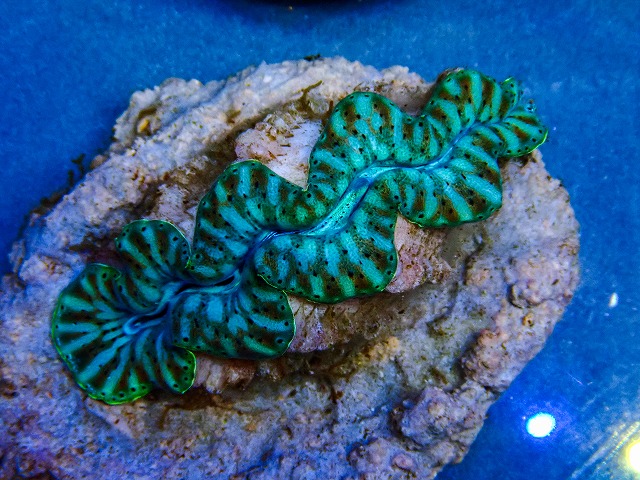 l260409-086