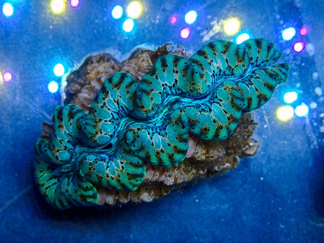 l260409-088