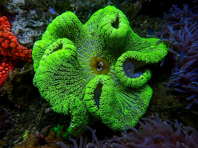 イボハタゴイソギンチャクグリーンB | 生麦海水魚センターネットショップ