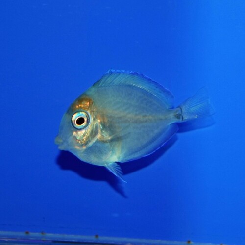 水槽セット【海水魚】 テトラ サイレントフレックスセット 45 45cm水槽セット 水中フィルター