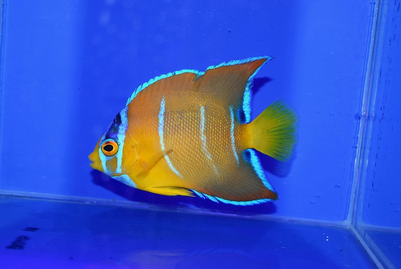 c260502309