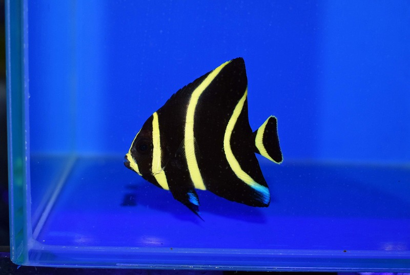 c260502314