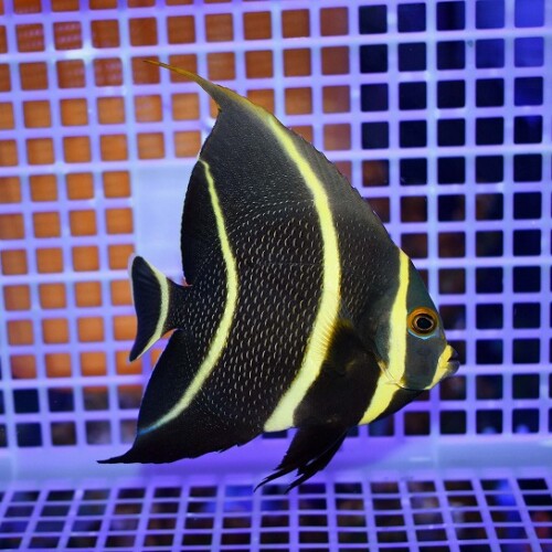 c260502318