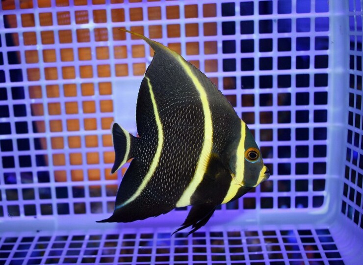 c260502318