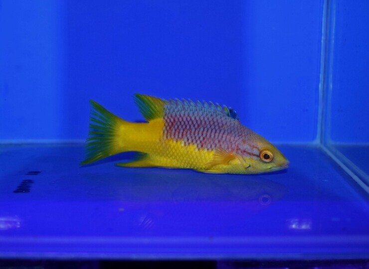 c260502321