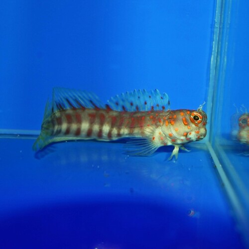 海水魚に関する記事一覧 | 生麦海水魚センターネットショップ